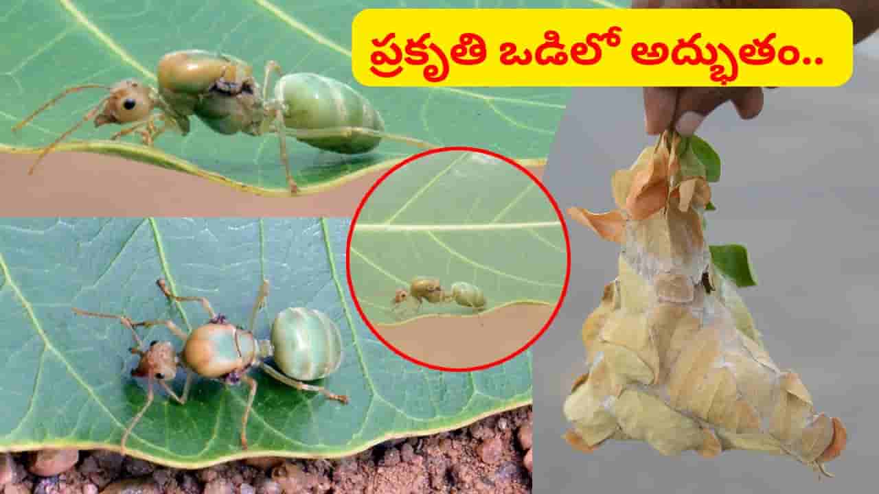ప్రకృతి ఒడిలో అద్భుతం.. చెట్లకు కాపలాగా ఆకుపచ్చ నేత చీమలు.. ఈ రహస్యం మీకు తెలుసా..?