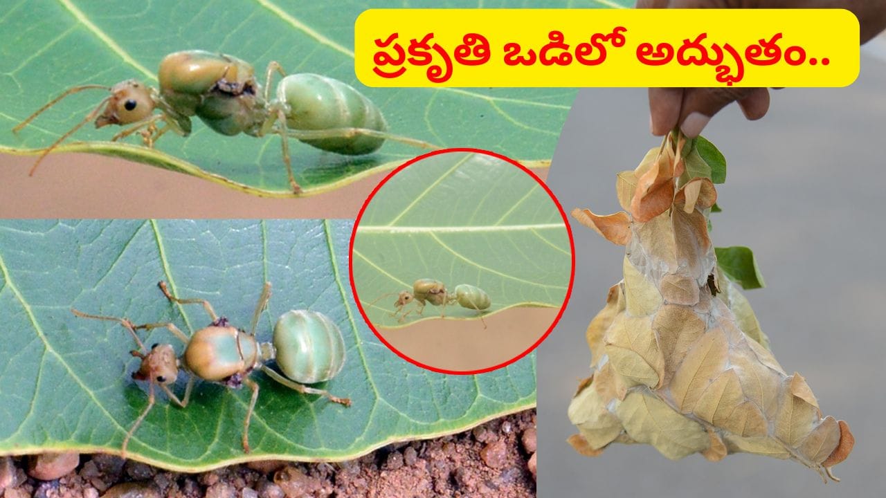 ప్రకృతి ఒడిలో అద్భుతం.. చెట్లకు కాపలాగా ఆకుపచ్చ నేత చీమలు.. ఈ రహస్యం మీకు తెలుసా..?