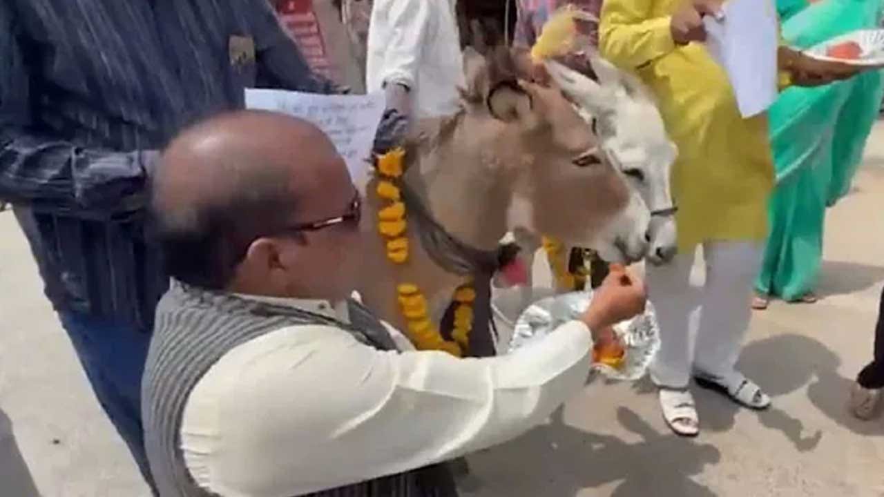 దీంతో ప్రస్తుతం దీనికి సంబంధించిన న్యూస్ నెట్టింట తెగ వైరల్ అవుతుంది. వర్షాలు పడాలి అని కప్పలకు పెళ్లీలు చేయడం చూశాం, కానీ గాడిదలకు గులాబ్ జామ్ తినిపించడం చాలా ఆశ్చర్యంగా ఉందని కొందరు అంటున్నారు. ఇక రుతుపవనాలు ప్రారంభమైనప్పటికీ భోపాల్లో ఇప్పటివరకు సరైన విధంగా వర్షాలు పడటం లేదు. దీంతో రాష్ట్రంలో విస్తారంగా వర్షాలు పడాలి అని అక్కడి ప్రజలు ఈ ఆచారాన్ని పాటిస్తున్నట్లు, వారు తెలియజేస్తున్నారు.