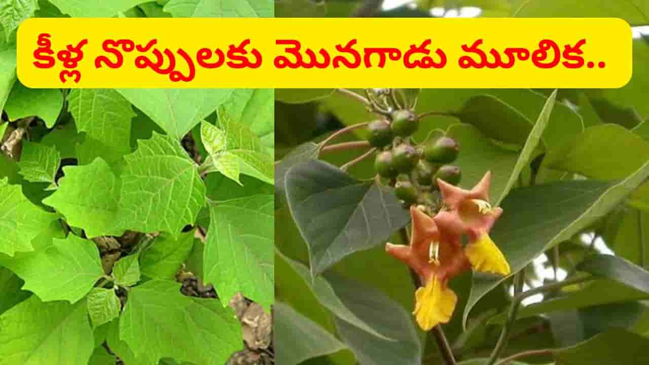 పిచ్చి చెట్టు అనుకుంటే మీరు తిక్కలోళ్లే.. ఆర్థరైటిస్ నొప్పులను అంతం చేసే మొనగాడు మూలిక