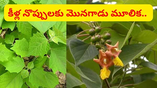 పిచ్చి చెట్టు అనుకుంటే మీరు తిక్కలోళ్లే.. ఆర్థరైటిస్ నొప్పులను అంతం చేసే మొనగాడు మూలిక