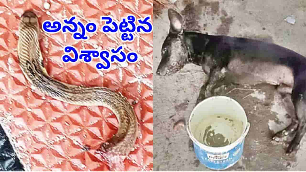 విశ్వాసానికి నిలువెత్తు నిదర్శనం.. యజమాని మీదకు వచ్చిన పామును 2 ముక్కలు చేసిన శునకం