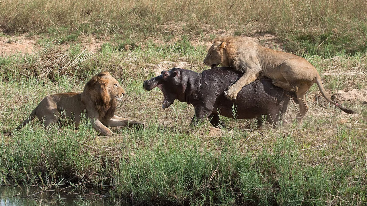 Hippo vs Lion: హిప్పో వర్సెస్ సింహం.. పోరులో గెలుపు ఎవరిది..?