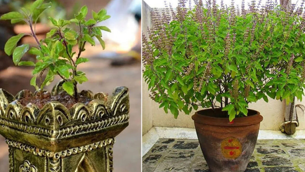 తులసి మొక్క (Holy Basil): భారతీయుల ఇళ్లలో తులసి మొక్క ఖచ్చితంగా ఉంటుంది. ఇది కేవలం పూజలకే కాకుండా, అద్భుతమైన ఔషధ గుణాలను కలిగి ఉంది. తులసి ఆకుల నుంచి వచ్చే సహజమైన సువాసన దోమలను, చిన్న చిన్న క్రిమికీటకాలను ఇళ్లకు దూరంగా ఉంచుతుంది. అంతేకాకుండా, తులసి మొక్క గాలిలోని హానికరమైన బ్యాక్టీరియాను అంతం చేసి పరిసరాలను శుభ్రంగా ఉంచుతుంది.