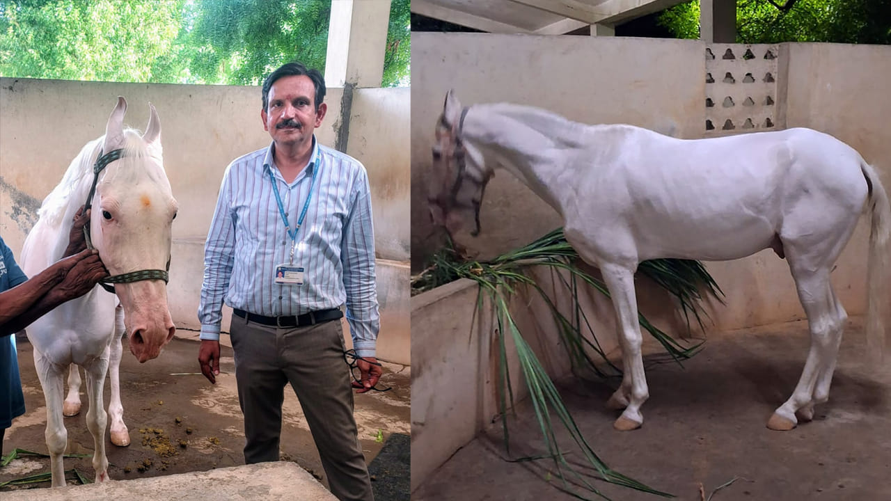 తిరుమల శ్రీవారికి భక్తుడి అరుదైన కానుక.. ఎస్‌వీ గోశాలకు మార్వాడి జాతి తెల్లని గుర్రం విరాళం