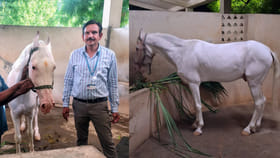 తిరుమల శ్రీవారికి భక్తుడి అరుదైన కానుక.. ఎస్‌వీ గోశాలకు గుర్రం
