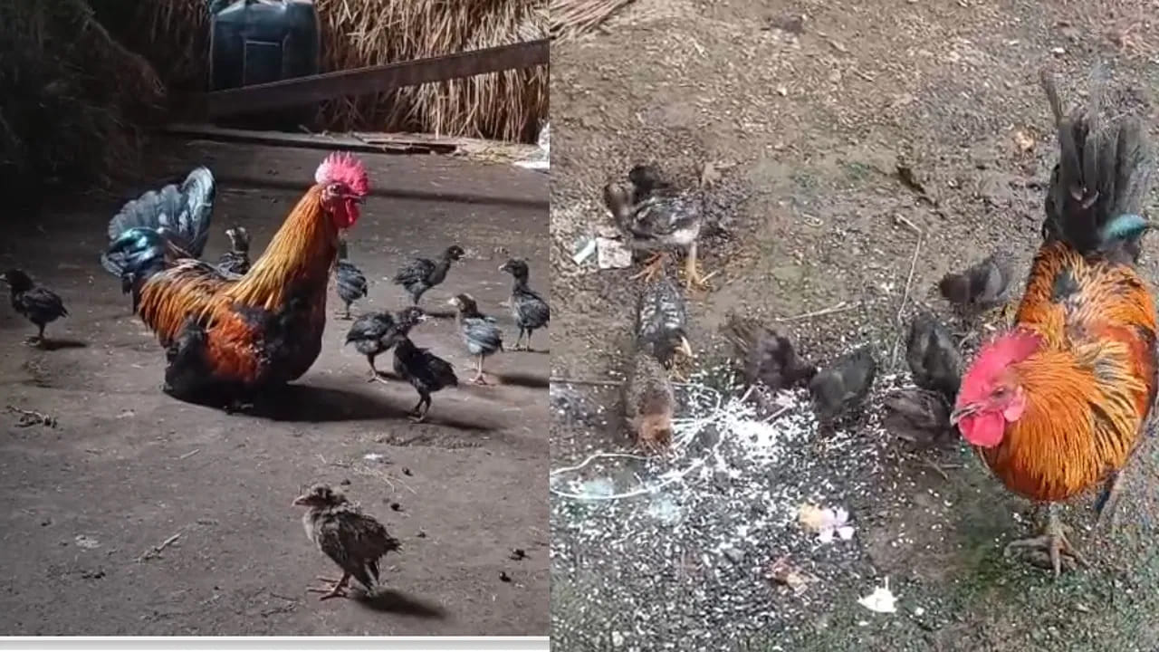 How Do Roosters Know When To Crow