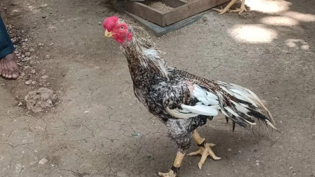 How Do Roosters Know When To Crow