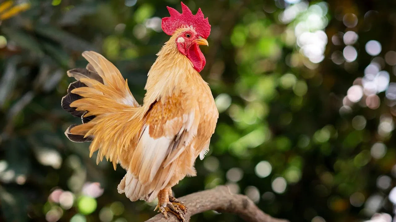 How Do Roosters Know When To Crow