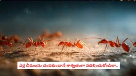 ఎర్ర చీమలను చంపకుండానే శాశ్వతంగా వదిలించుకోండిలా..