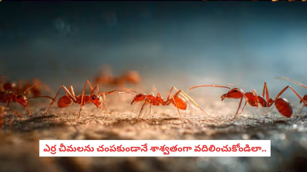 Kitchen Hacks: ఈ ఒక్క టెక్నిక్ తెలిస్తే చాలు.. ఎర్ర చీమలు తోక ముడిచి పారిపోవాల్సిందే, బెస్ట్ హోమ్ రెమెడీస్!