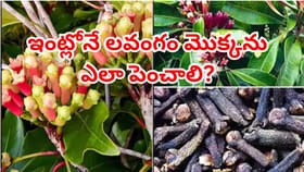 ఇంట్లోనే లవంగం మొక్కను ఎలా పెంచాలనుకుంటున్నారా..? దానికి ఎంత సమయం