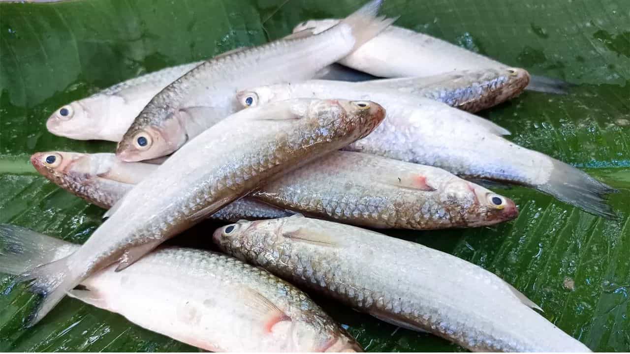 పిల్కలు: తాజాగా చేపలు గుర్తుపట్టేందుకు ఇది కూడా మంచి పద్దతి.. తాజా చేపలకు తల భాగంలో ఉండే పిల్కల కింద ఎప్పుడూ రక్తపు ఎరుపు లేదా గులాబీ రంగులో ఉంటాయి.. అలా కాకుండా అవి గోధుమ లేదా ముదురు బూడిద రంగులో ఉంటే ఆ చేపలు ఎక్కువ రోజులు స్టోర్ చేసినవి అర్థం.