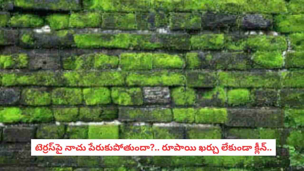 Monsoon Roof Care: వానలకు టెర్రస్ పై పచ్చని నాచు పేరుకుపోయిందా?.. శాశ్వతంగా వదిలించే సింపుల్ హోమ్ రెమెడీస్!