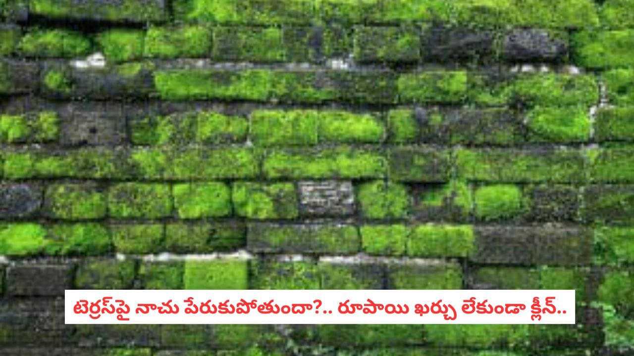 Monsoon Roof Care: వానలకు టెర్రస్ పై పచ్చని నాచు పేరుకుపోయిందా?.. శాశ్వతంగా వదిలించే సింపుల్ హోమ్ రెమెడీస్!