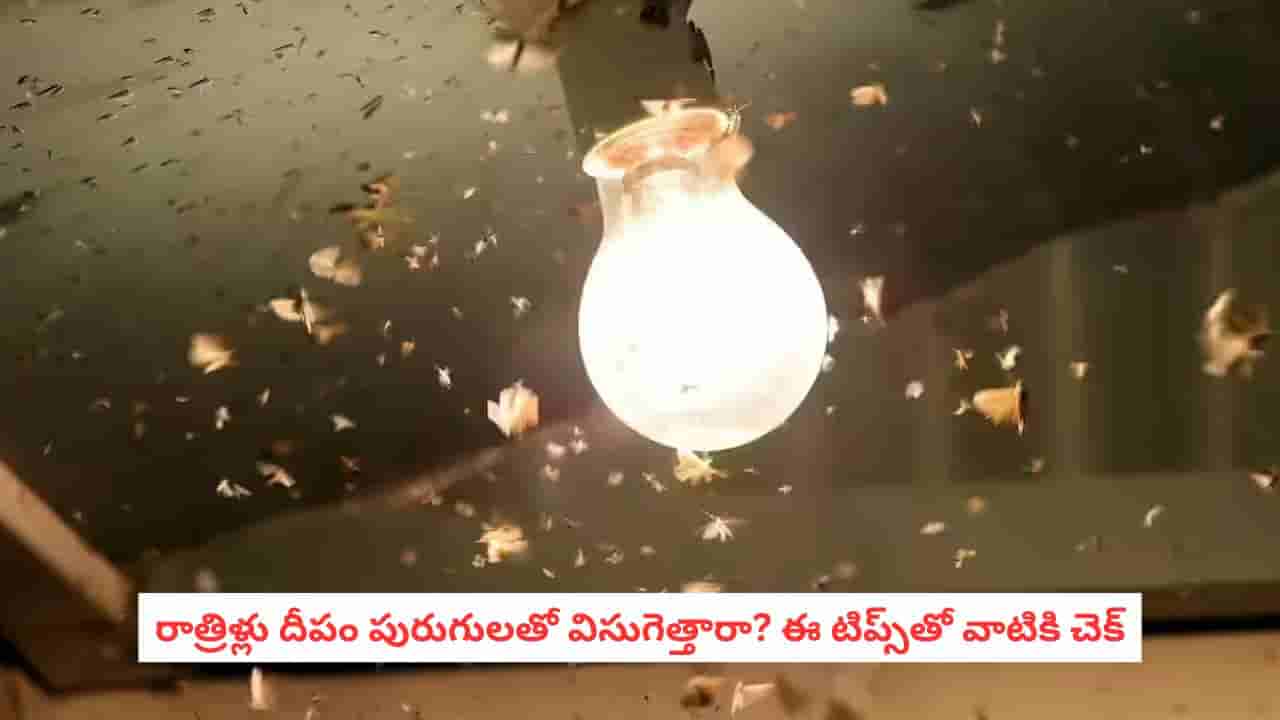 Monsoon Hacks: రాత్రి వేళల్లో లైట్ వేస్తే పురుగులు ముసురుతున్నాయా? ఈ 3 టిప్స్తో వాటికి చెక్ పెట్టండిలా!
