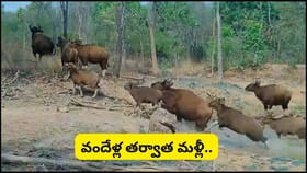 నల్లమలకు 'ఇండియన్‌ గౌర్‌'లు.. పులులకు సాయంగా.. అసలు విషయం ఏంటంటే
