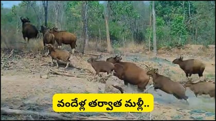 నల్లమలకు 'ఇండియన్‌ గౌర్‌'లు.. పులులకు సాయంగా.. అసలు విషయం ఏంటంటే