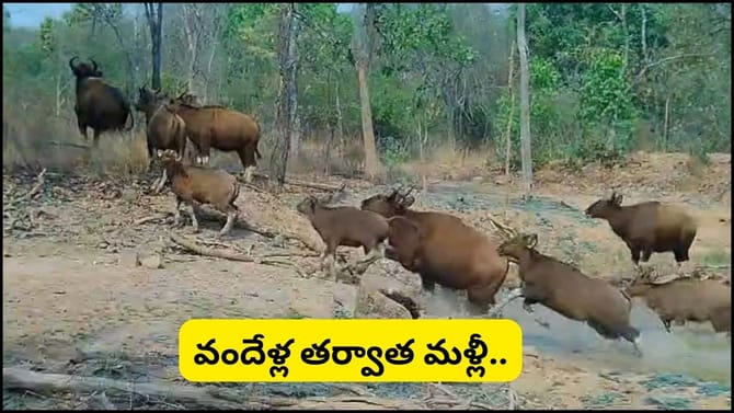 నల్లమలకు 'ఇండియన్‌ గౌర్‌'లు.. పులులకు సాయంగా.. అసలు విషయం ఏంటంటే