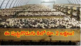 కిలో రూ. 2 లక్షలు పలికే పుట్టగొడుగు..ఇంట్లోనే సాగు చేస్తూ కోట్లు