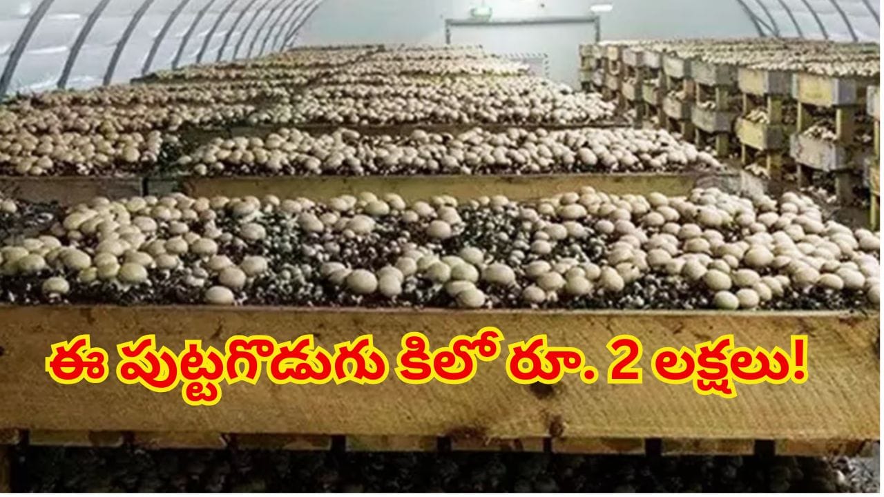 కిలో రూ. 2 లక్షలు పలికే పుట్టగొడుగు..ఇంట్లోనే సాగు చేస్తూ కోట్లు సంపాదిస్తున్న రైతులు! సింపుల్ ట్రిక్ తెలిస్తే..