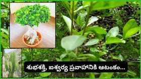 వాస్తు ప్రకారం ఇంట్లో పెంచకూడని 4 ఇండోర్ మొక్కలు.. ఇవి ఉంటే..