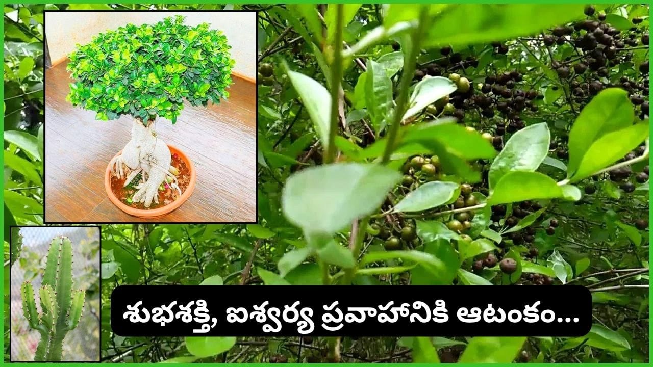 Vastu Tips: వాస్తు ప్రకారం ఇంట్లో పెంచకూడని 4 ఇండోర్ మొక్కలు.. ఇవి ఉంటే ఆర్థిక, కుటుంబ సమస్యలు తప్పవట!