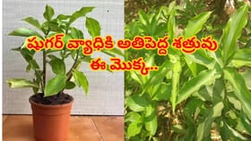 షుగర్ వ్యాధికి అతిపెద్ద శత్రువు ఈ మొక్క! ప్రకృతి వరప్రసాదం