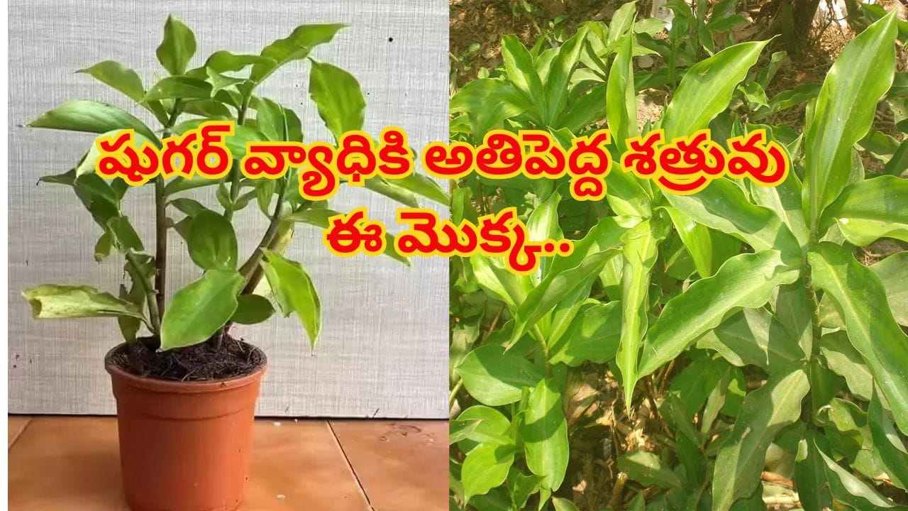 షుగర్ వ్యాధికి అతిపెద్ద శత్రువు ఈ మొక్క.. డయాబెటిస్కు చెక్ పెట్టే ప్రకృతి వరప్రసాదం..!