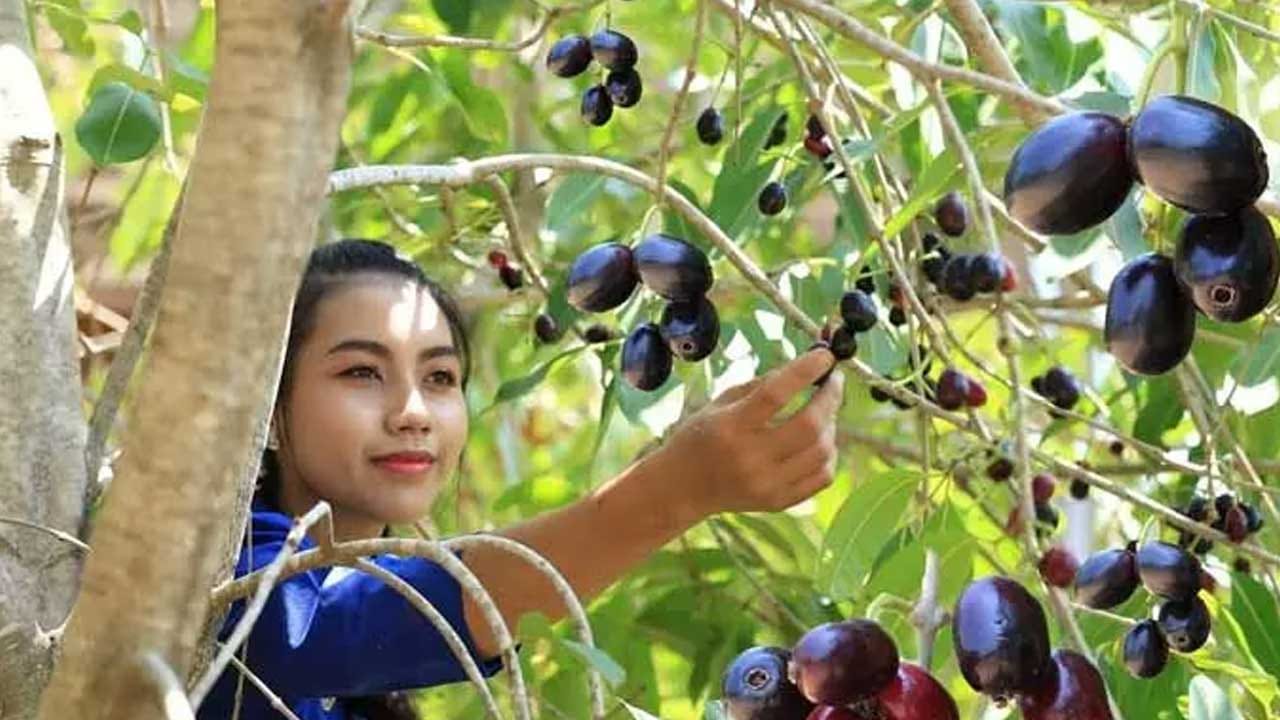 Jamun Tree 1
