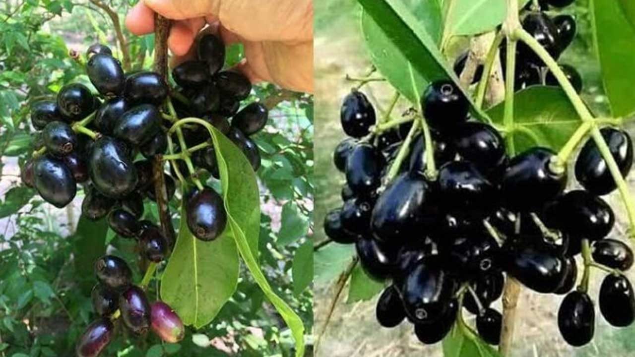 నోట్ : ఈ వార్తలలో ఇవ్వబడిన సమాచారం మత విశ్వాసాలపై ఆధారపడి ఉంది. పాఠకుల ఆసక్తి మేరకు.. పలువురు పండితుల సూచనలు, వారి తెలిపిన అంశాల ఆధారంగా అందించినవి మాత్రమే.. వీటిలో ఎలాంటి శాస్త్రీయ ఆధారాలు లేవని పాఠకులు గమనించాలి. టీవీ9 తెలుగు దీనిని ధృవీకరించలేదు