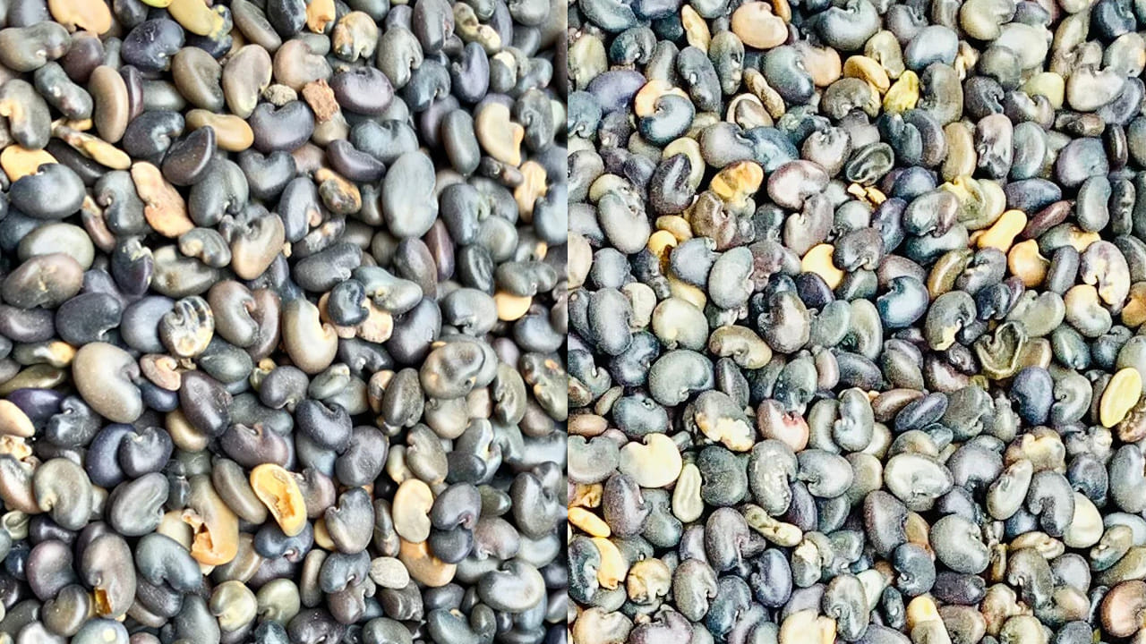 Januma Seeds 1