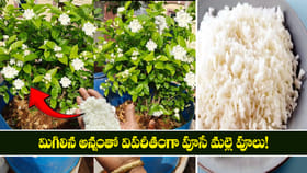 మిగిలిన అన్నంతో.. విపరీతంగా పూసే మల్లె పూలు!