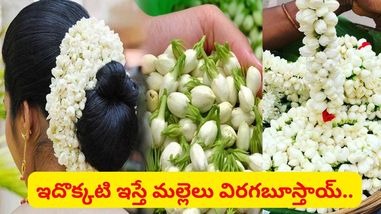 వర్షాకాలంలోనూ గుత్తులు గుత్తులుగా మల్లెపూలు.. కిచెన్లో ఉండే ఇదొక్కటి వేస్తే చాలు..
