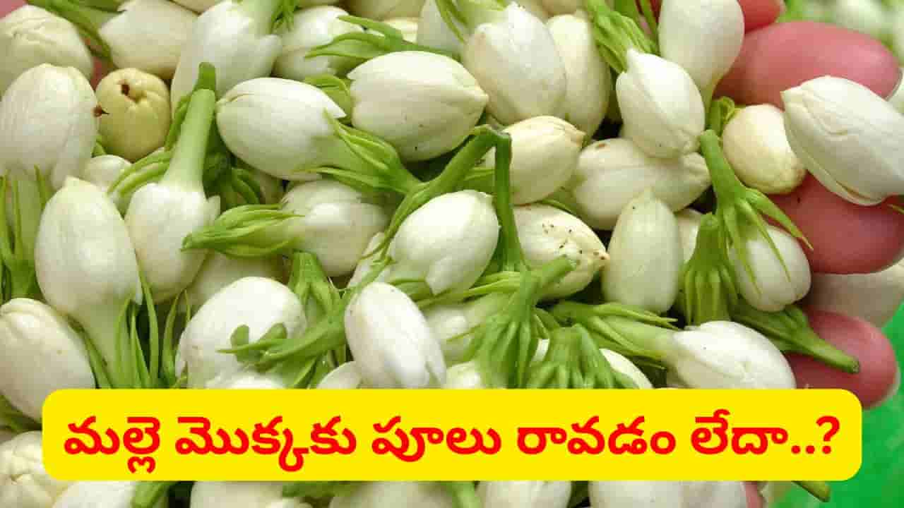 చాలా సింపుల్.. మీ మల్లె చెట్టు చిన్నదైనా కొమ్మ కొమ్మకి పూలు పూయాలంటే ఇలా చేయండి..