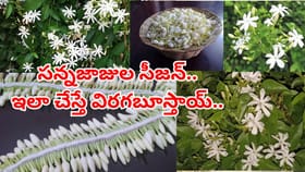 వర్షాకాలంలో ఇవి ఇస్తే సన్నజాజి పూలు సంవత్సరమంతా విరగబూస్తాయ్..