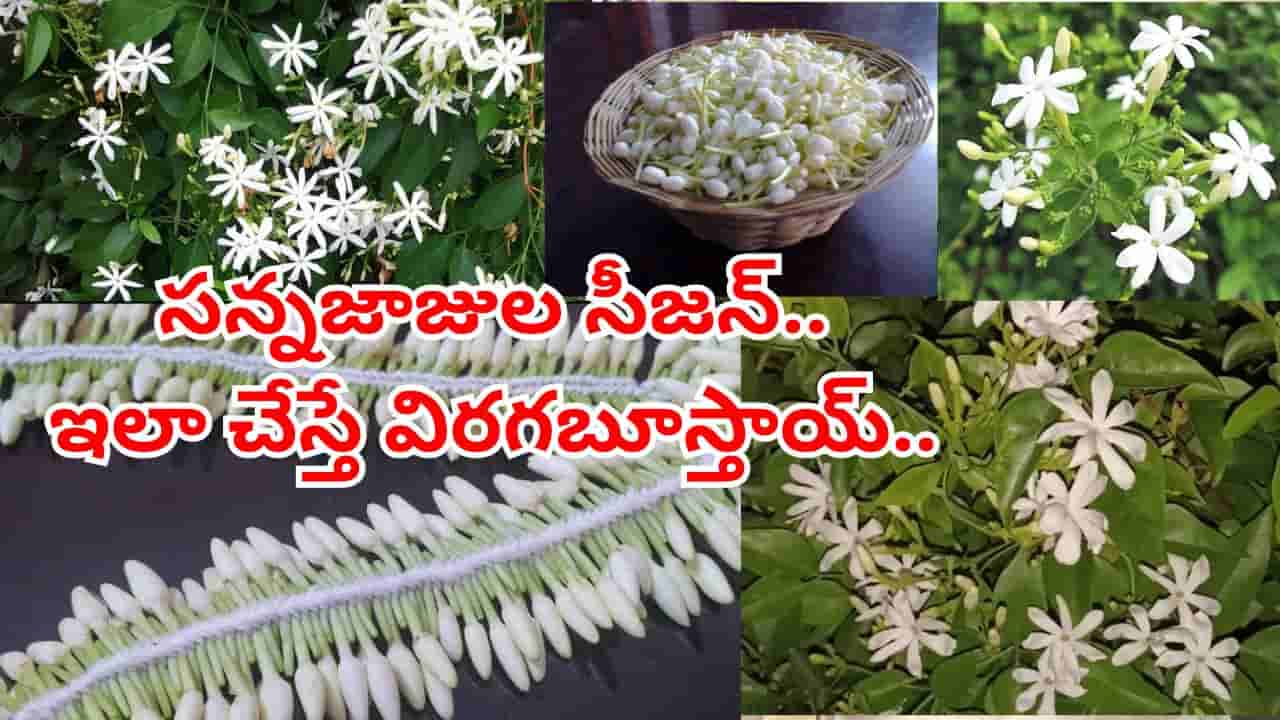 చాలా ఈజీ అండోయ్.. వర్షాకాలంలో ఇవి ఇస్తే సన్నజాజి పూలు సంవత్సరమంతా విరగబూస్తాయ్..