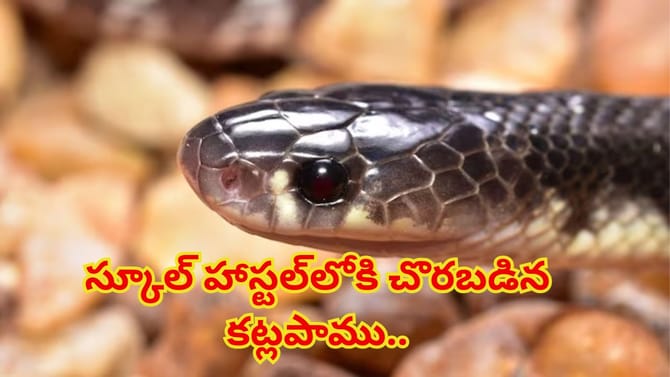 స్కూల్ హాస్టల్‌లోకి చొరబడిన కట్లపాము,నిద్రలోనే కాటు వేసిన కాలనాగు