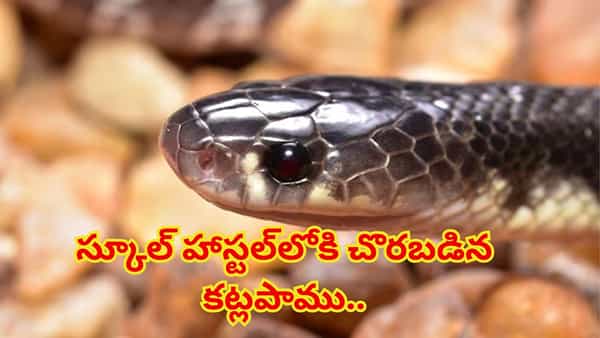 విషాదం..స్కూల్ హాస్టల్లోకి చొరబడిన కట్లపాము.. గాఢ నిద్రలో ఉన్న విద్యార్థులపై కాలనాగు కాటు!