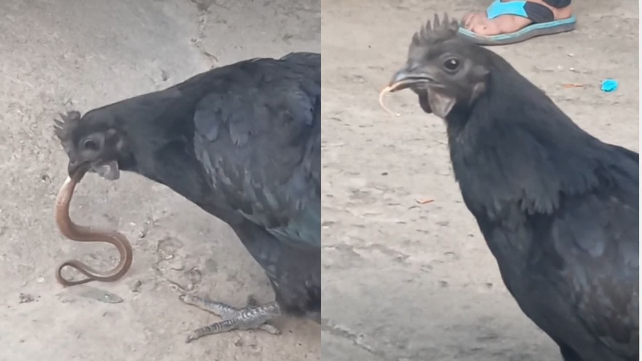 Viral Video: వామ్మో ఇదేం కోడి రా సామి.. పామును నూడిల్స్లా మింగేసింది.. ఇదిగో వీడియో