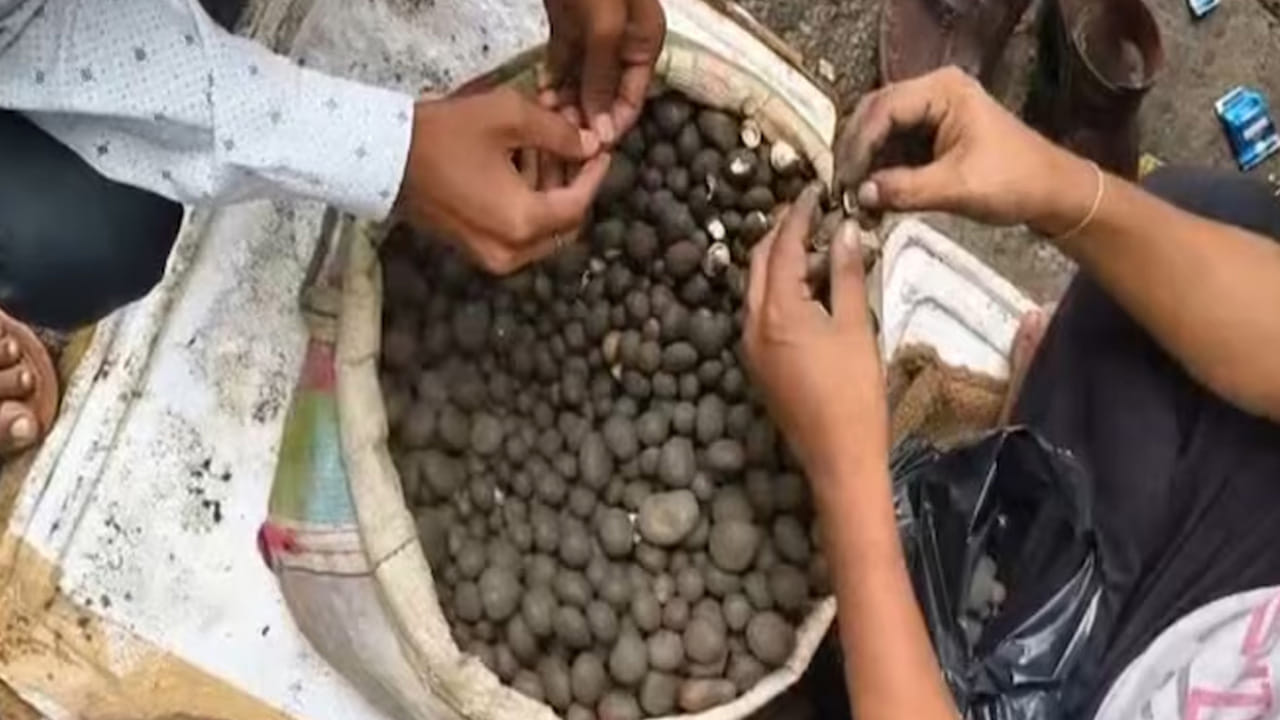 ఈ కటరువా మార్కెట్లో కేజీ ధర రూ.1,000 నుంచి రూ.1,200 వరకు ఉంది. ఇక్కడ షాకింగ్ విషయం ఏమిటంటే.. కొన్నిసార్లు చికెన్, మటన్ కంటే కూడా ఎక్కువగా పలుకుతుంది. అయినా కూడా జనాలు దీనిని ఎగబడి మరి కొంటున్నారు. వర్షాకాలం మొదలైతే చాలు ఎంతో ఆసక్తిగా చూస్తూ ఉంటారు. నాన్ వెజ్ తినని వాళ్లకి ఇదే సూపర్ ఫుడ్.