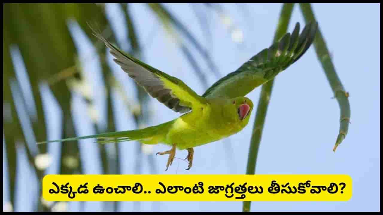 Vastu Tips: ఇంట్లో చిలుకను పెంచుతున్నారా? వాస్తు ప్రకారం శుభమా? అశుభమా? అసలు నిజం ఇదే!