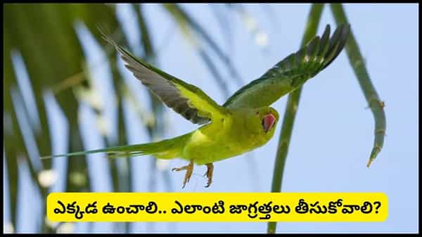 Vastu Tips: ఇంట్లో చిలుకను పెంచుతున్నారా? వాస్తు ప్రకారం శుభమా? అశుభమా? అసలు నిజం ఇదే!