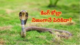 ప్రపంచంలోనే అత్యంత విషపూరితమైన పాము..ఒట్టి పిరికిదట! ఆ రహస్యం?