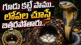 గూడు కట్టే ఏకైక పాము.. లోపల చూస్తే బిత్తరపోతారు.. పిల్లల కోసం..