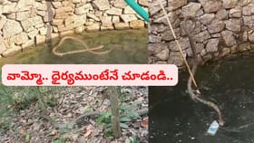 బావిలో తొంగి చూస్తే భారీ గిరినాగు.. ఏం చేసారో తెలుసా..?
