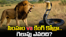 సింహం vs కింగ్ కోబ్రా.. పోరులో అసలైన మొనగాడు ఎవరు..?