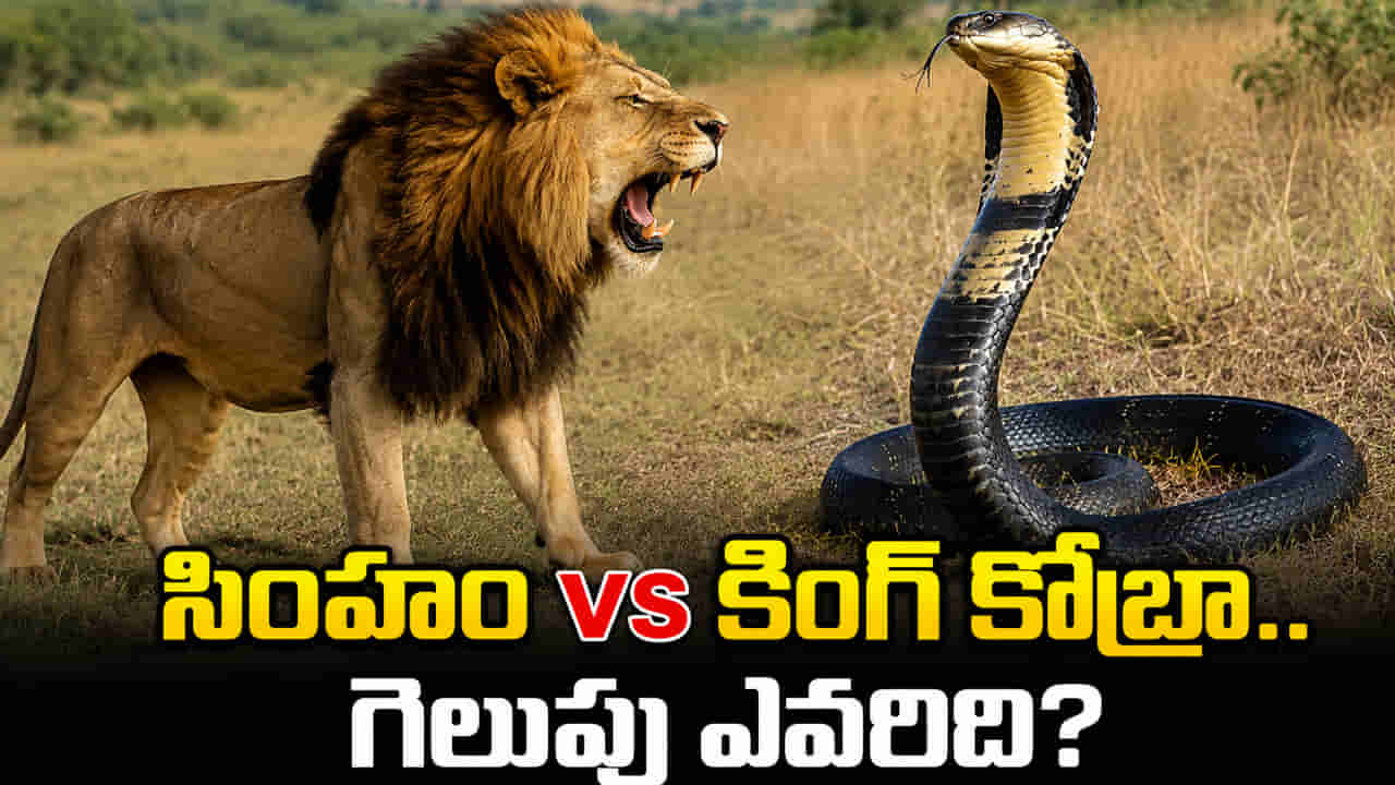 సింహం vs కింగ్ కోబ్రా.. పోరులో గెలిచే మొనగాడు ఎవరు..?