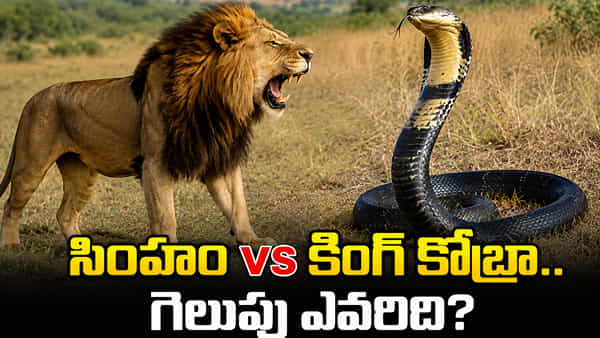 సింహం vs కింగ్ కోబ్రా.. పోరులో గెలిచే మొనగాడు ఎవరు..?