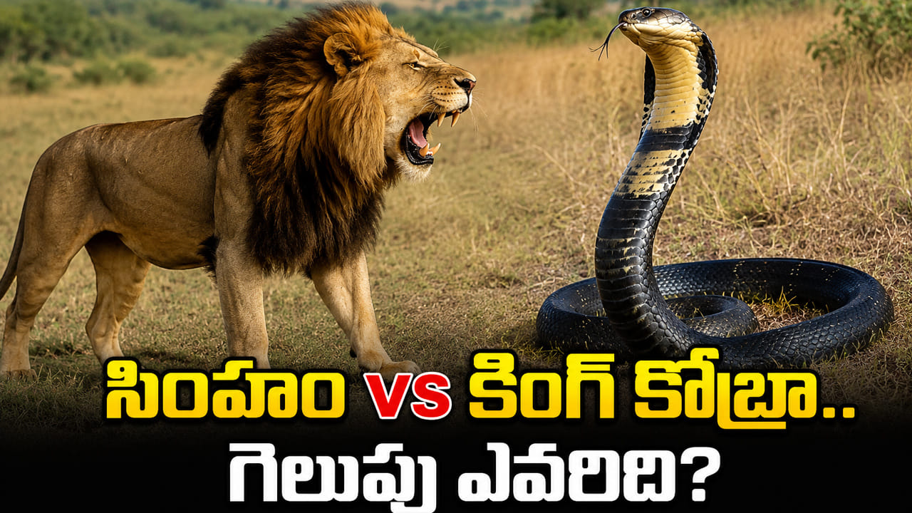 సింహం vs కింగ్ కోబ్రా.. పోరులో గెలిచే మొనగాడు ఎవరు..?